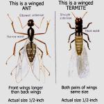 Elite Ant